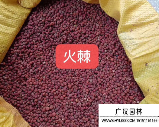 火棘種子