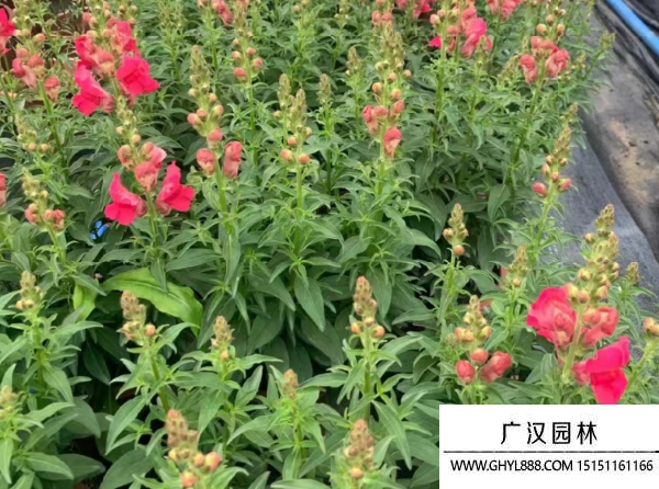 金魚草