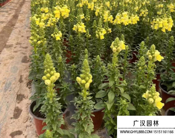 金魚草