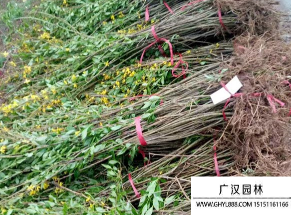連翹