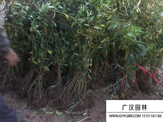 連翹