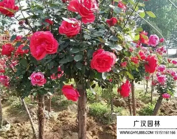 樹狀月季