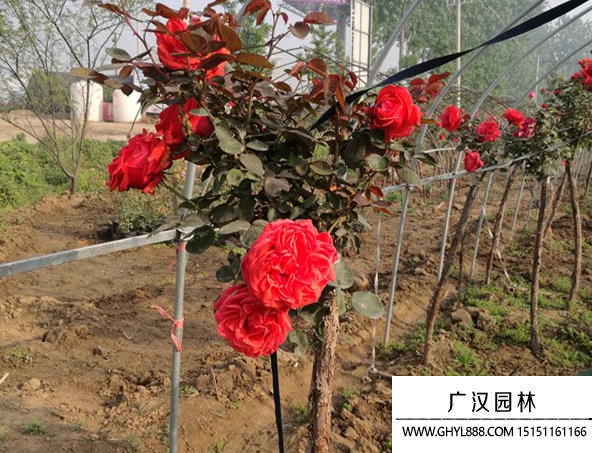 樹狀月季