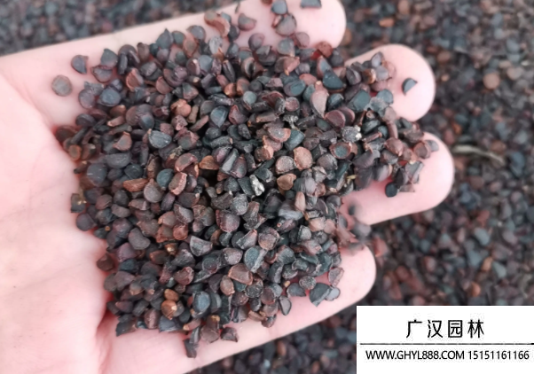 種子花草