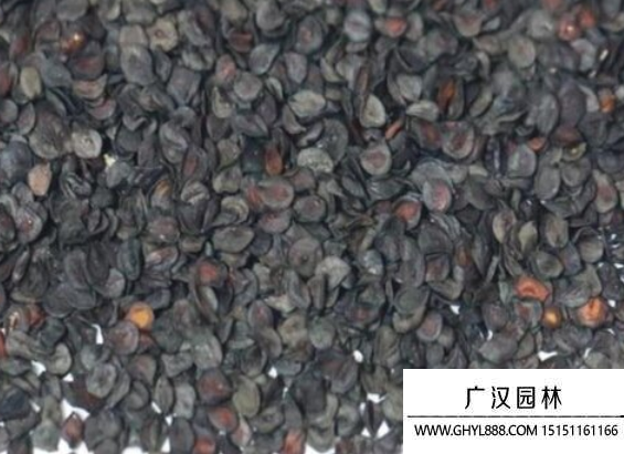 洋桔梗種子
