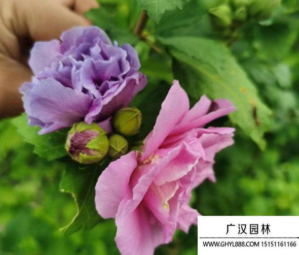 叢生木槿