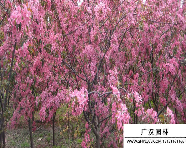 紅寶石海棠