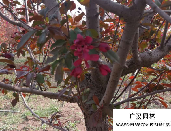 紅寶石海棠