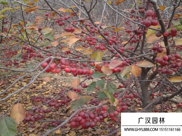 紅寶石海棠