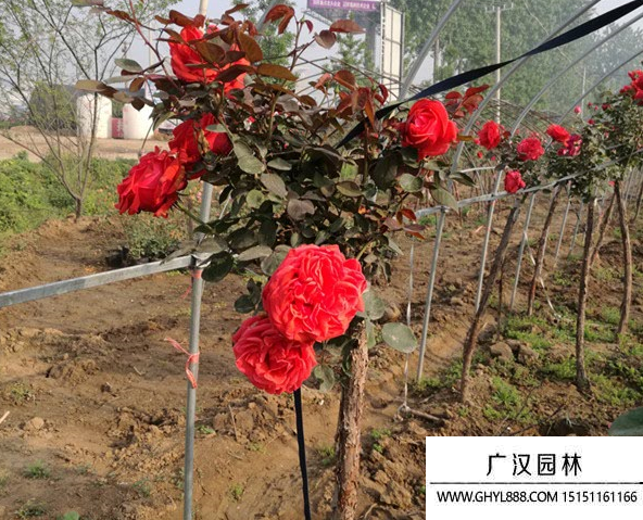 樹狀月季