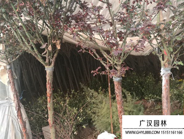 樹狀月季