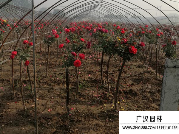 樹狀月季