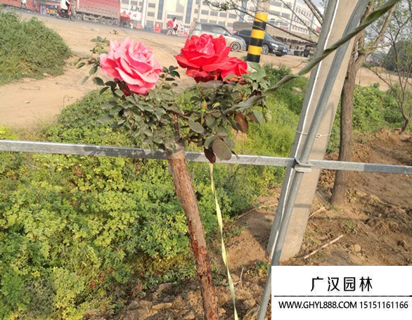 樹狀月季