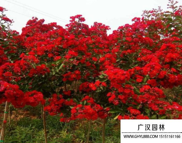 紅火箭紫薇