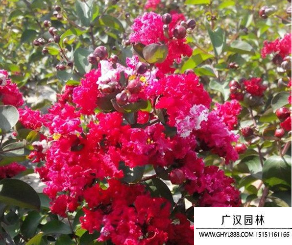 紅火箭紫薇