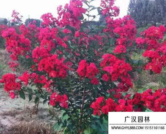 紅火箭紫薇