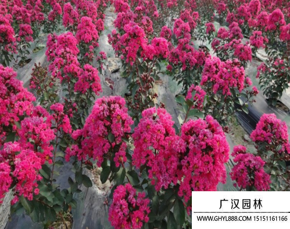 紅火球紫薇