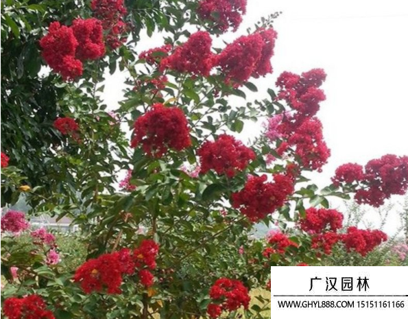紅火球紫薇