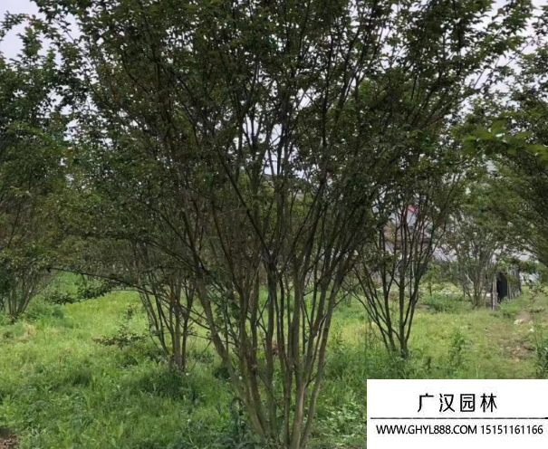 叢生紫薇