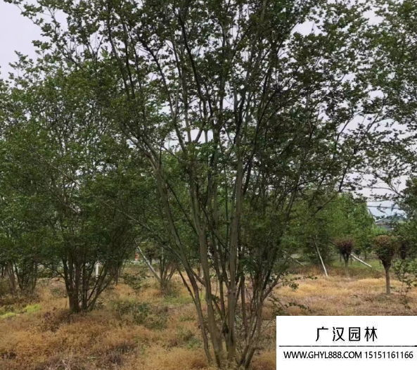 叢生紫薇