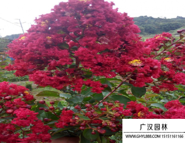 紅火球紫薇樹
