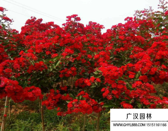 紅火球紫薇樹