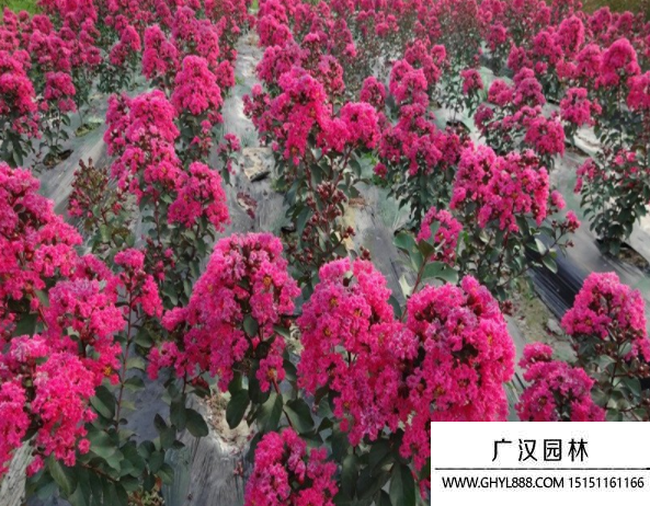 紅火球紫薇樹