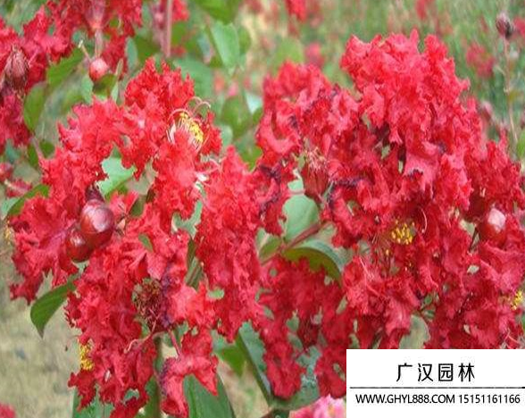 三紅紫薇