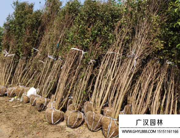 叢生紫薇