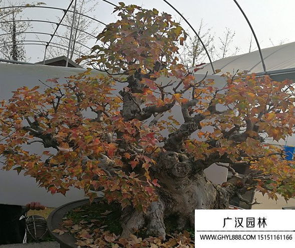 日本唐楓盆景