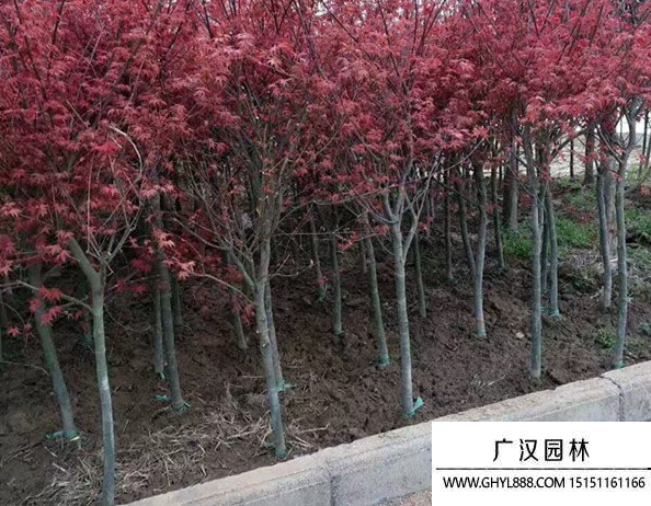 日本紅楓