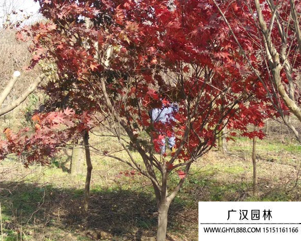 日本紅楓
