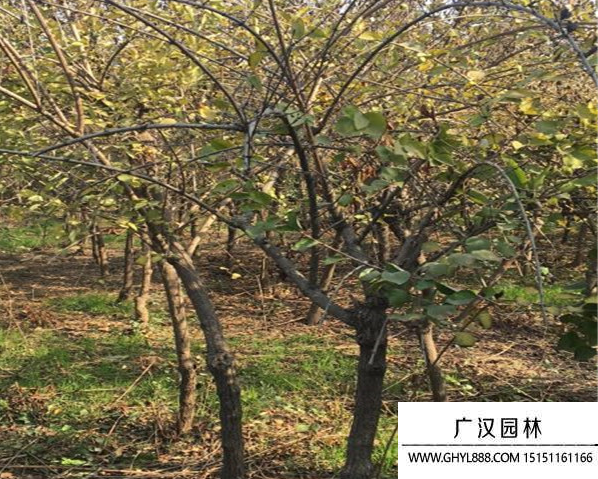 獨桿連翹