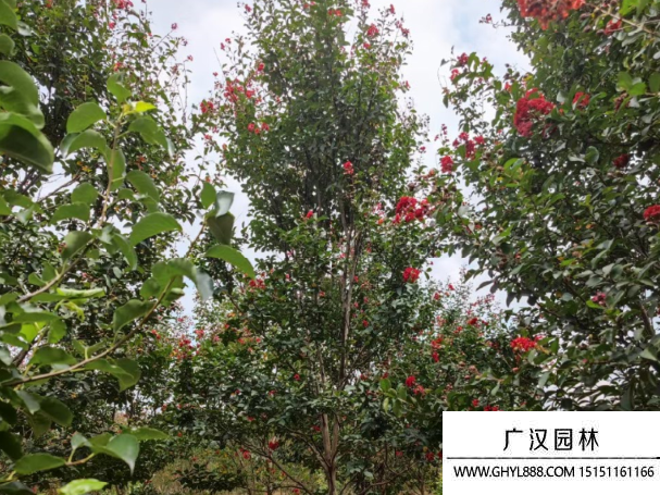 紅火球紫花
