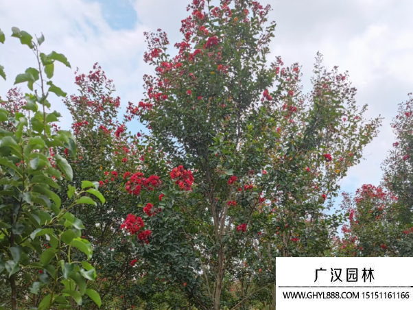 紅火球紫花