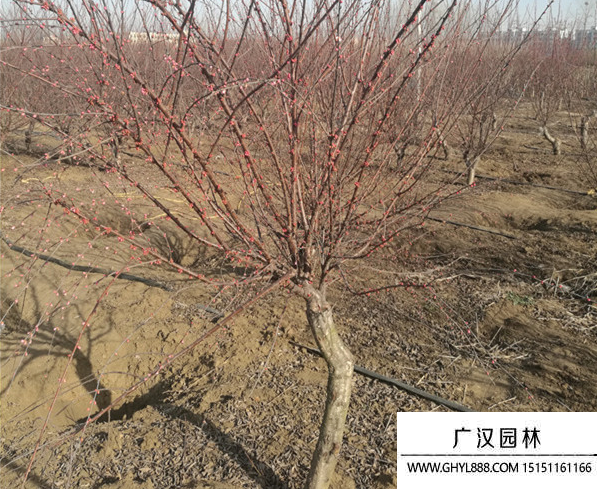 紅葉桃
