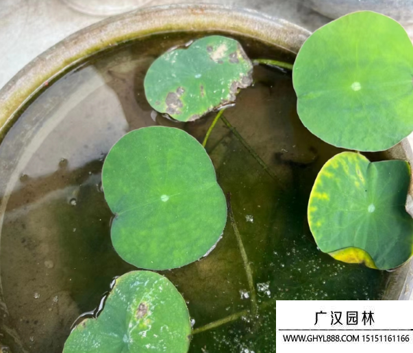 碗蓮