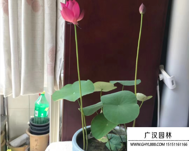 碗蓮
