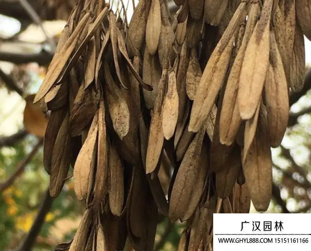 白蠟樹種子