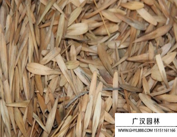 白蠟樹種子