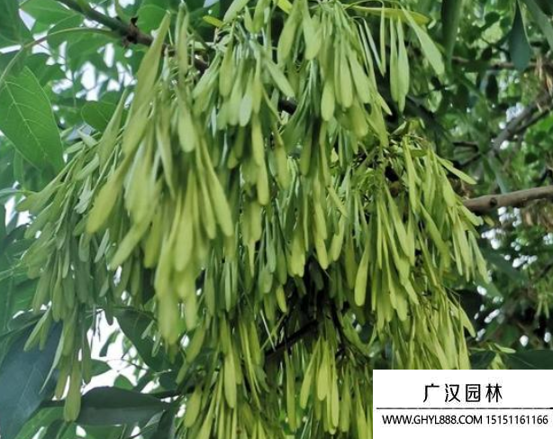 白蠟樹種子
