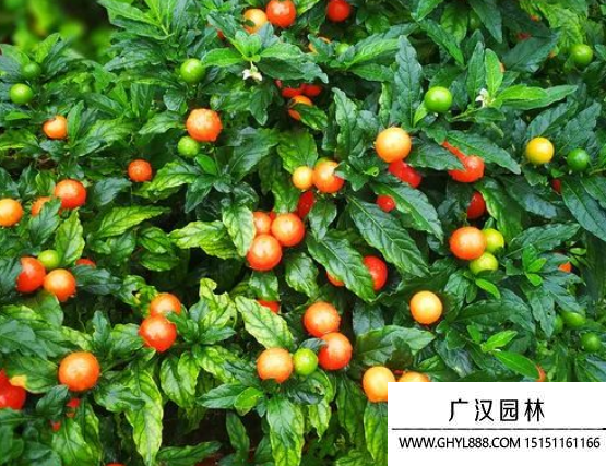 珊瑚櫻