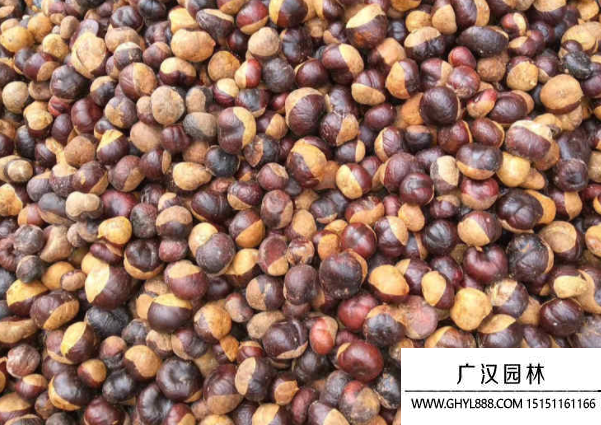 七葉樹種子