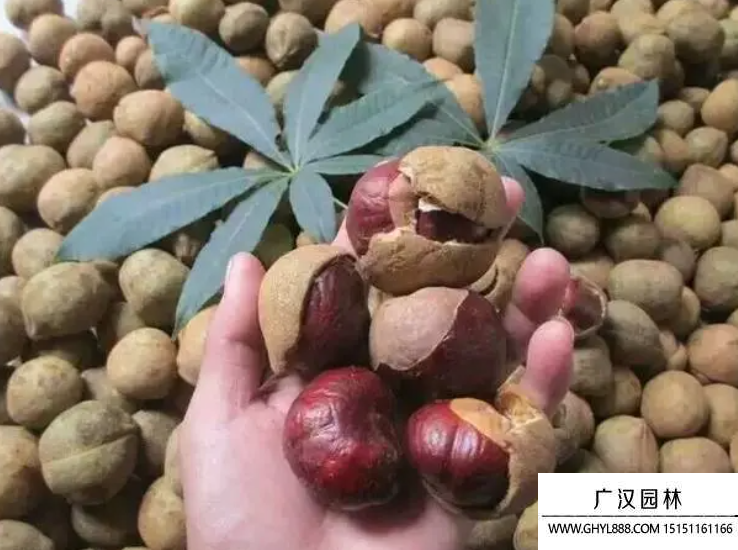 七葉樹種子