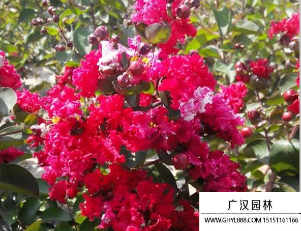 紅火箭紫薇