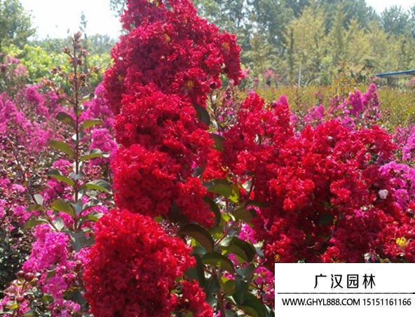 紅火箭紫薇