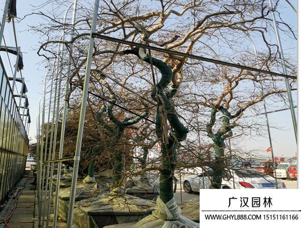 日本羽毛楓