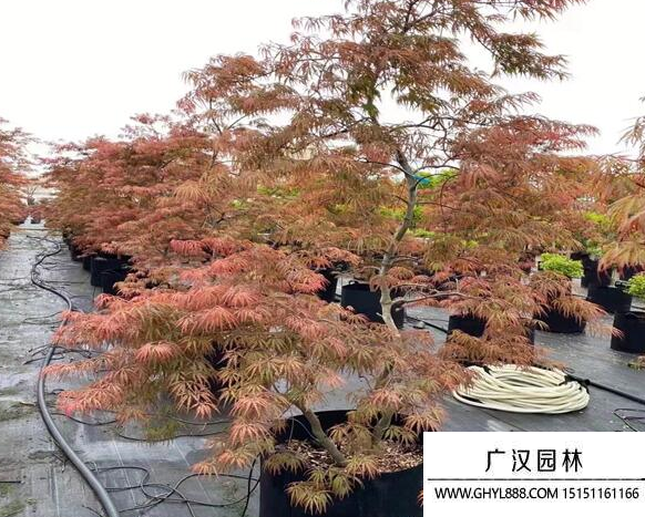 日本羽毛楓