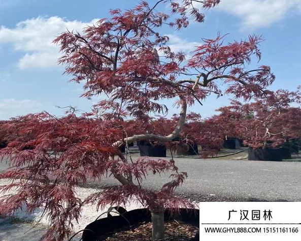 日本羽毛楓