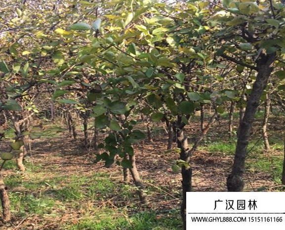 獨桿連翹樹
